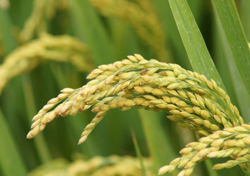 大米可追溯系統(tǒng)中的應用